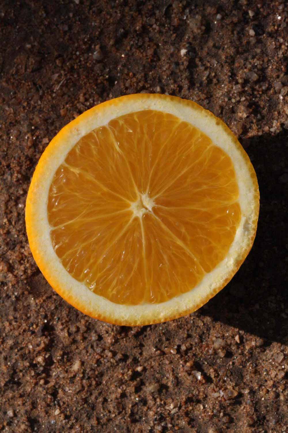              Fruit cross-section (Riverside, CA)       
